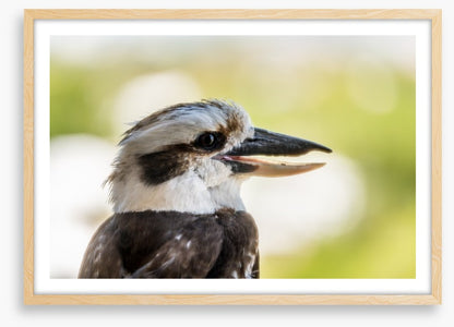 Laughing kooka