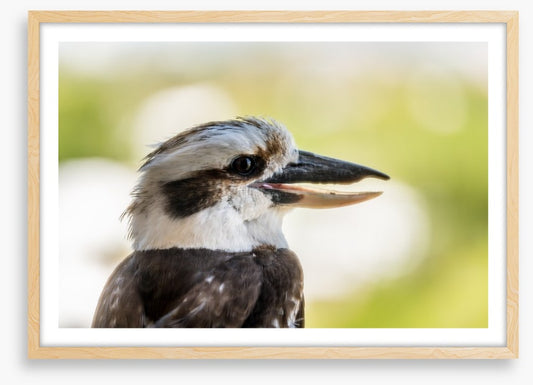 Laughing kooka