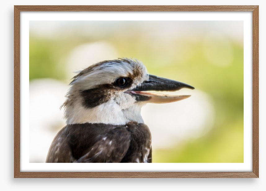 Laughing kooka