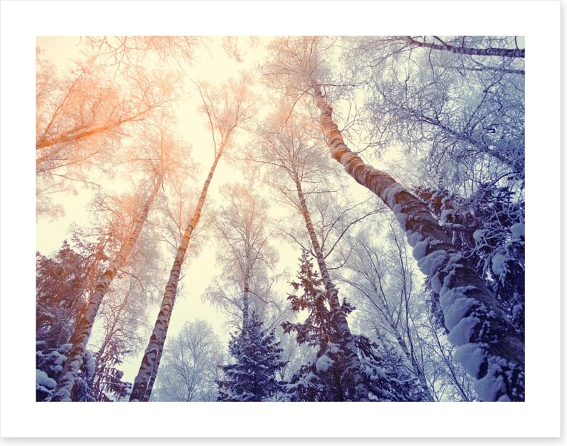 Under a snowy sky