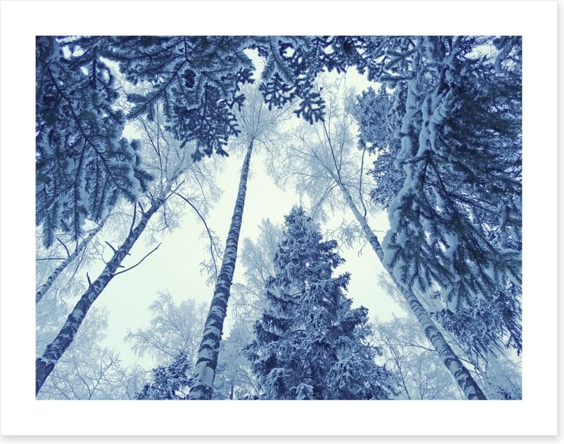 Forests