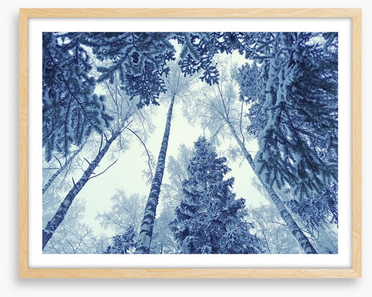 Forests