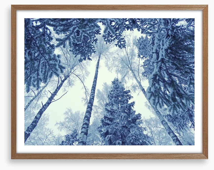Forests