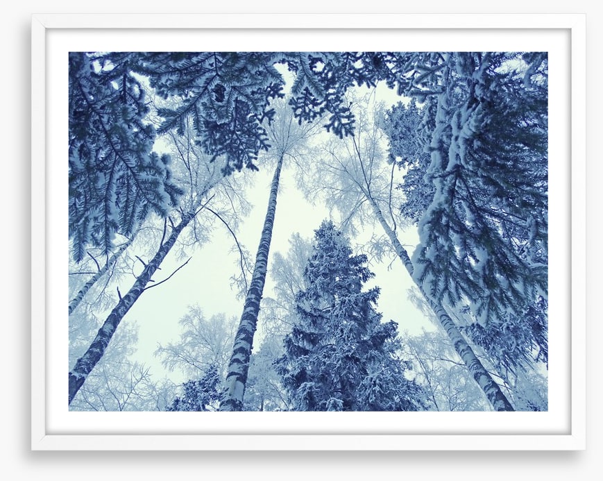 Forests