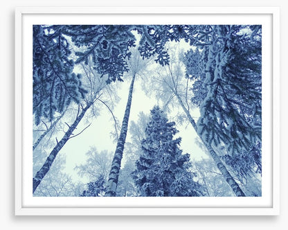 Forests