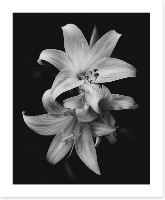 Pure lily