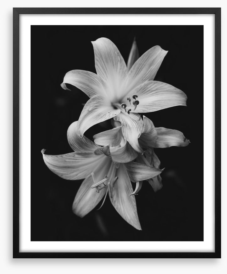 Pure lily