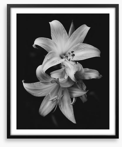Pure lily
