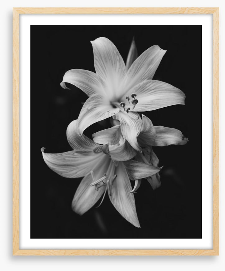 Pure lily