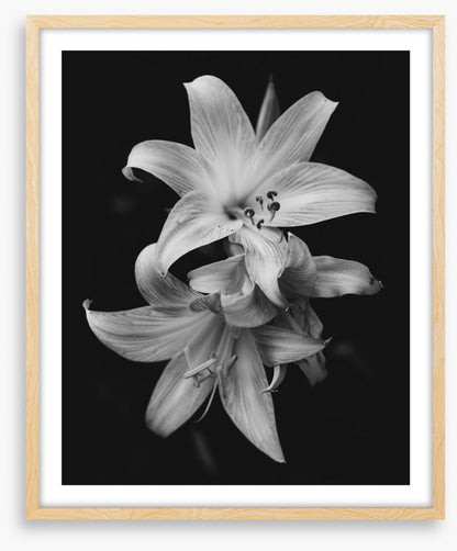 Pure lily