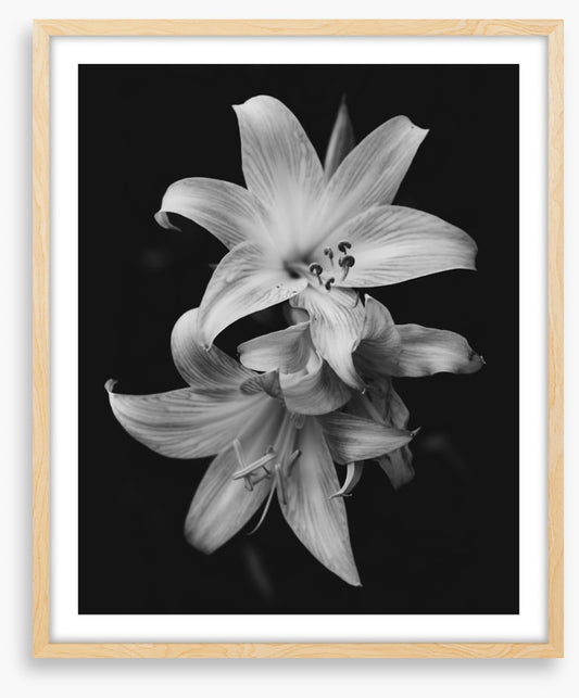 Pure lily