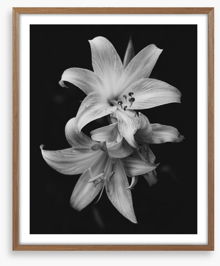 Pure lily