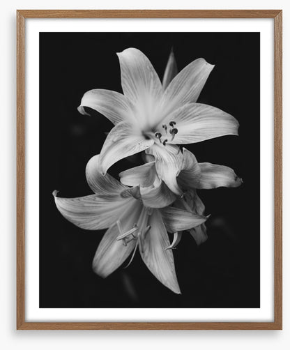 Pure lily