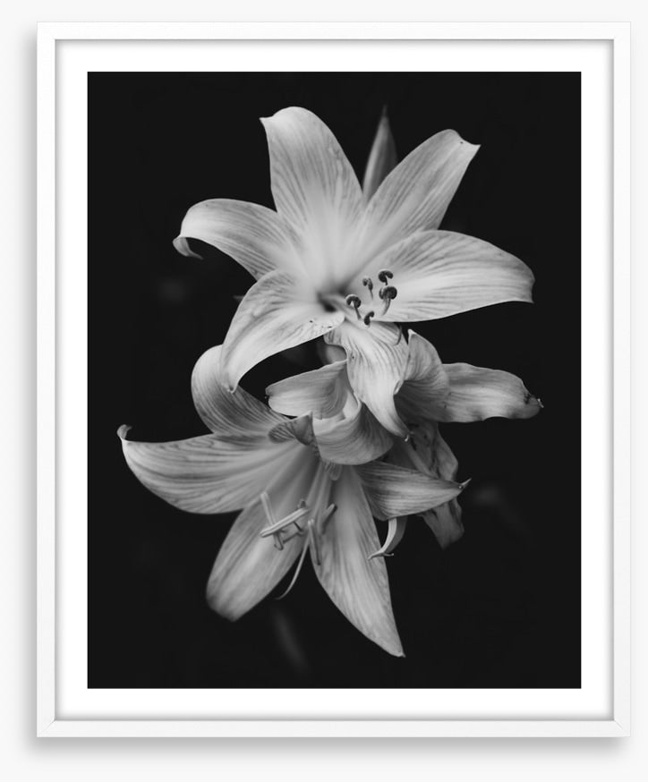 Pure lily