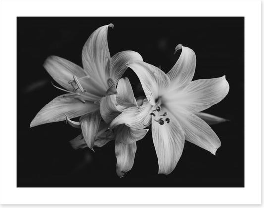 Pure lily