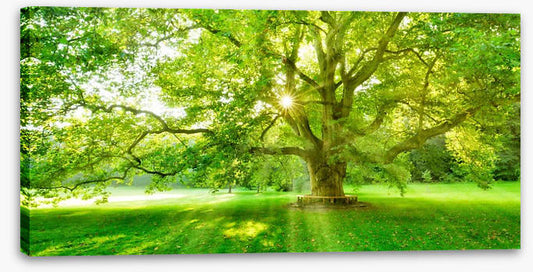 The light of day
