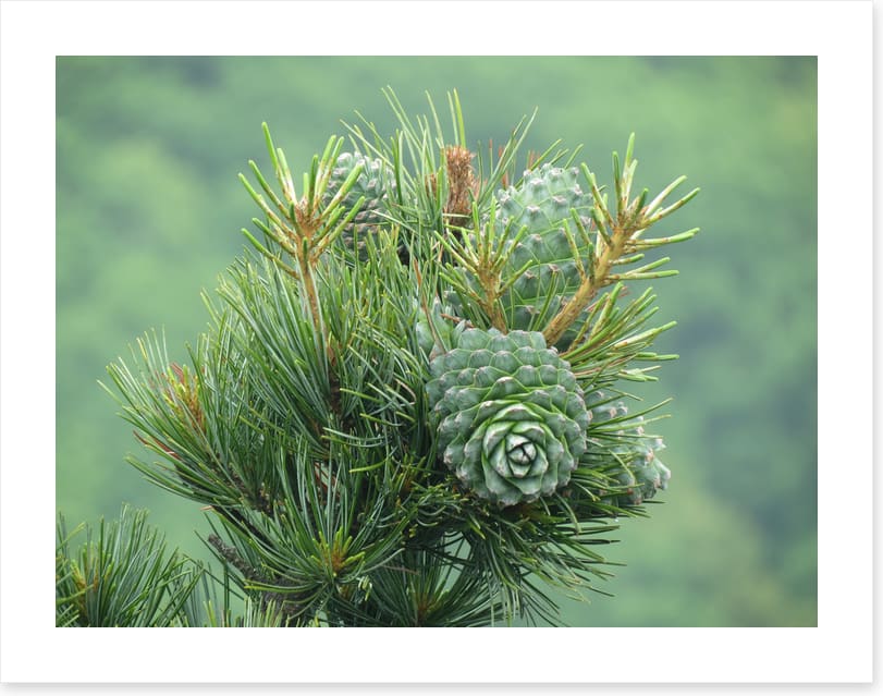 Budding pine cones