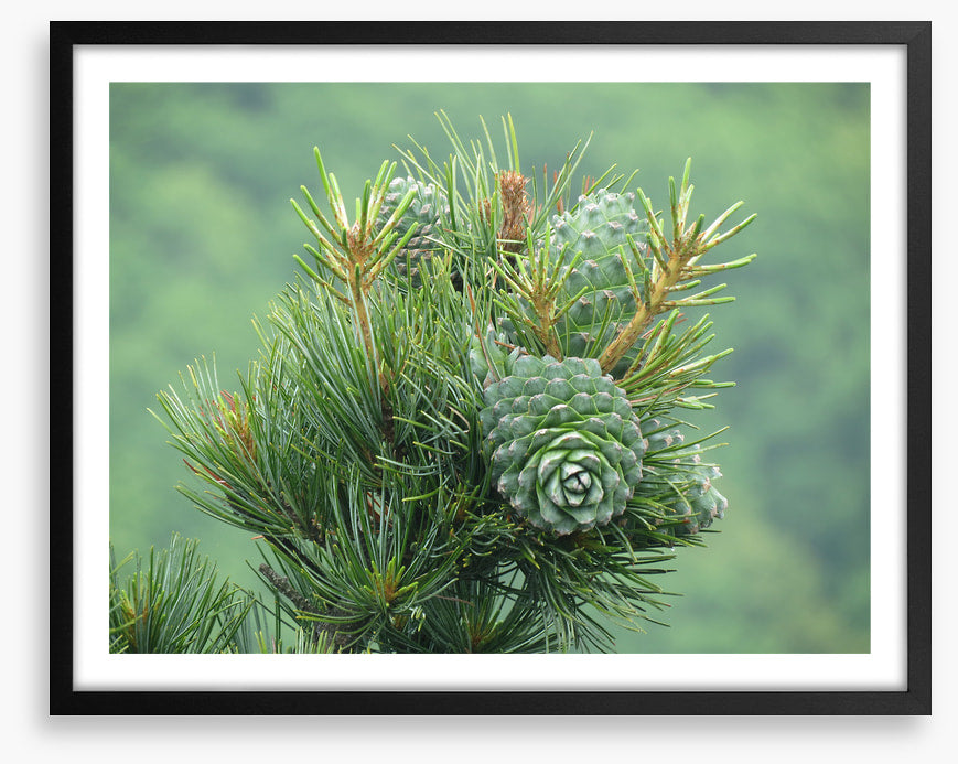 Budding pine cones