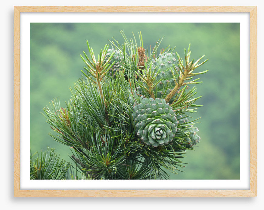 Budding pine cones