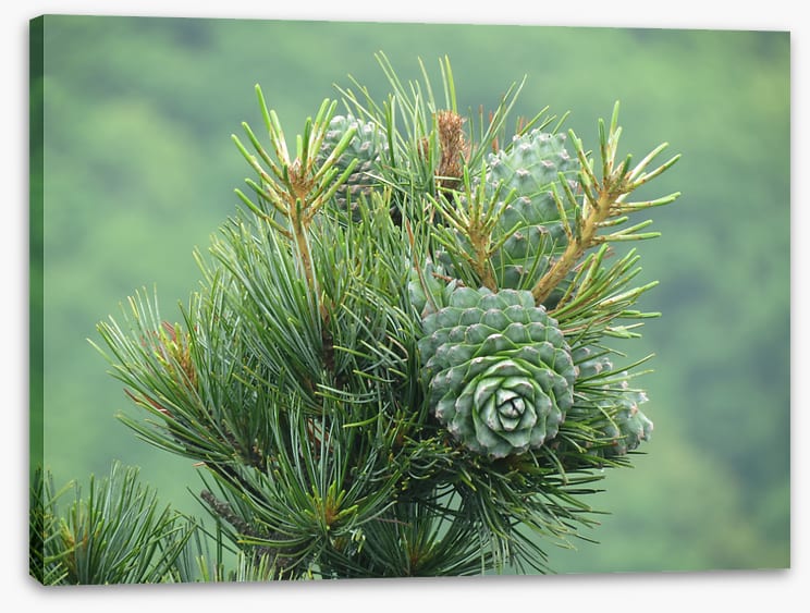 Budding pine cones