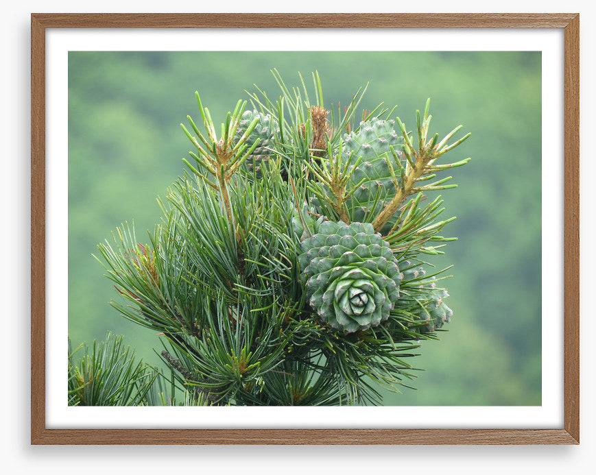 Budding pine cones