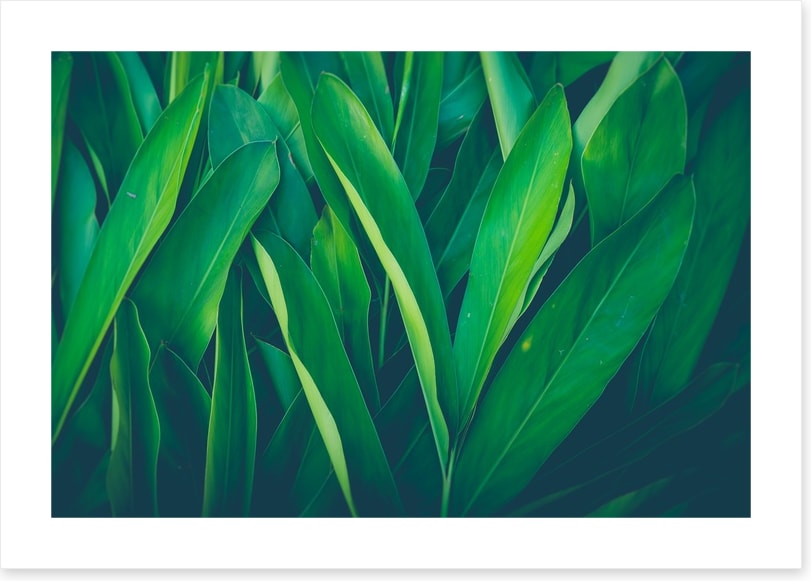 Lush leaves 4