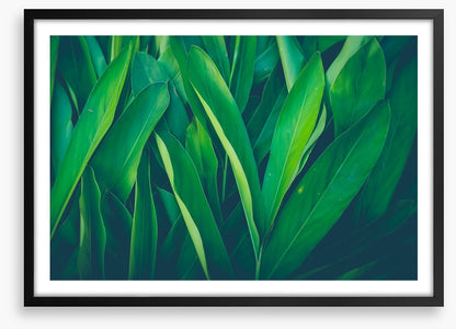 Lush leaves 4