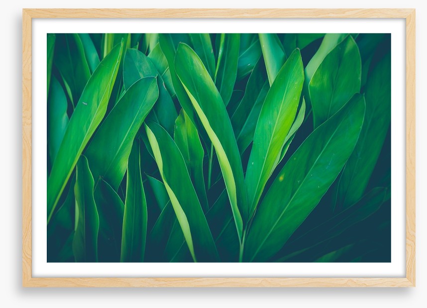 Lush leaves 4