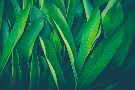 Lush leaves 4