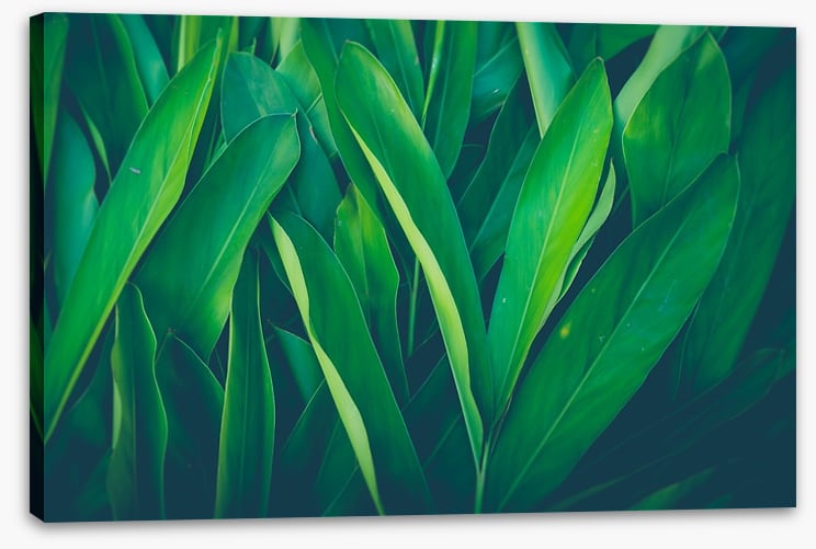 Lush leaves 4