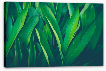 Lush leaves 4