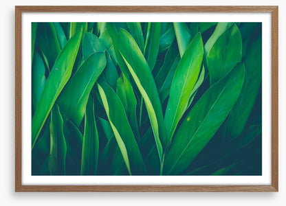 Lush leaves 4