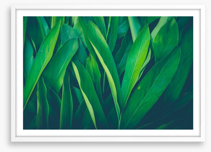 Lush leaves 4
