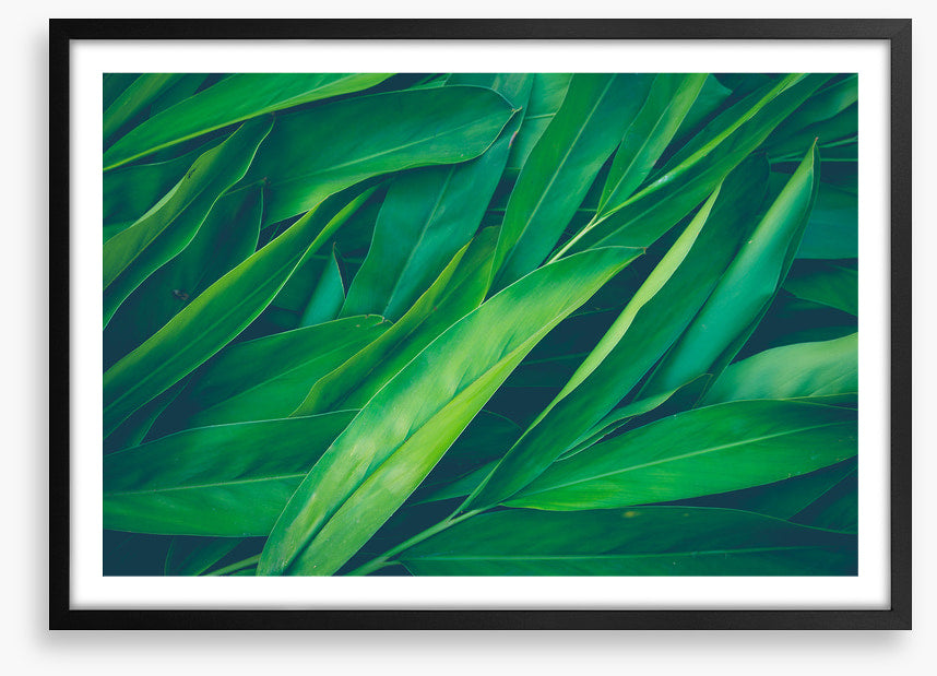 Lush leaves 3