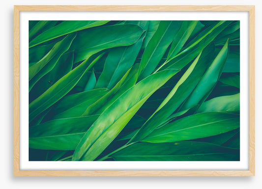 Lush leaves 3