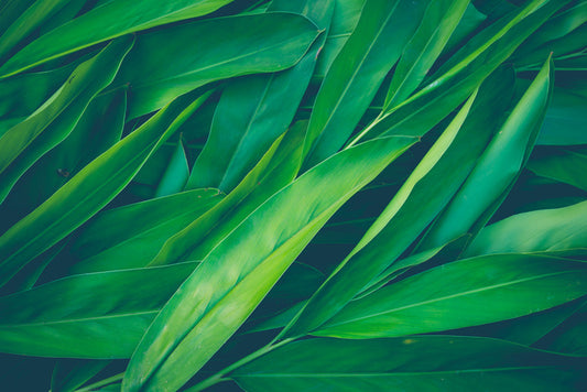 Lush leaves 3