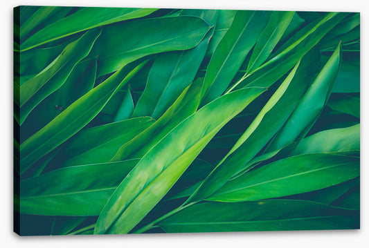 Lush leaves 3