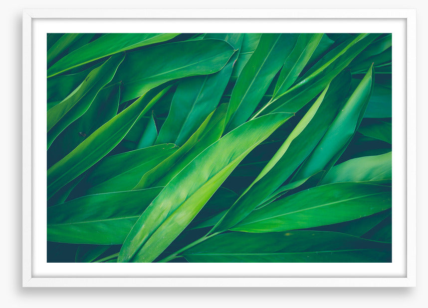 Lush leaves 3