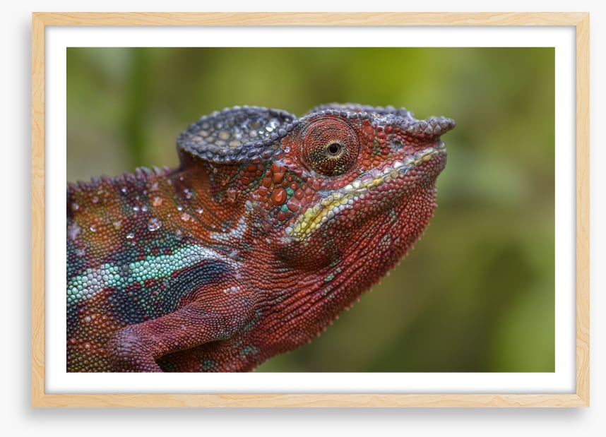Reptiles / Amphibian
