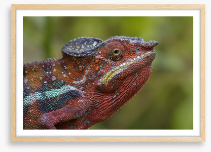 Reptiles / Amphibian