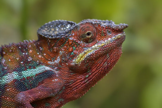 Reptiles / Amphibian