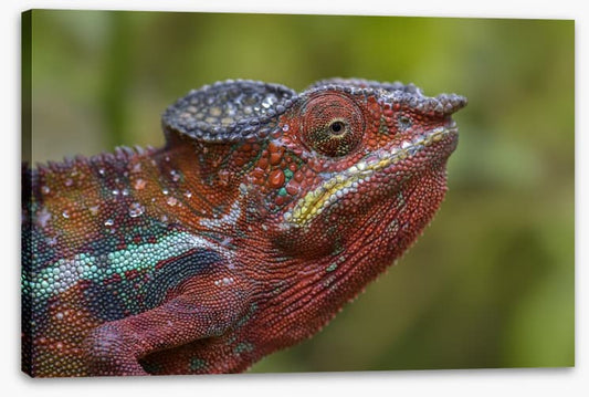 Reptiles / Amphibian