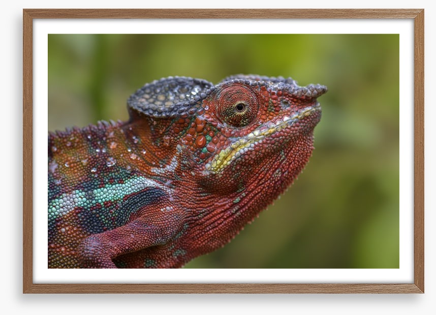 Reptiles / Amphibian