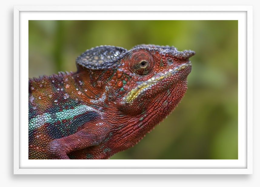 Reptiles / Amphibian