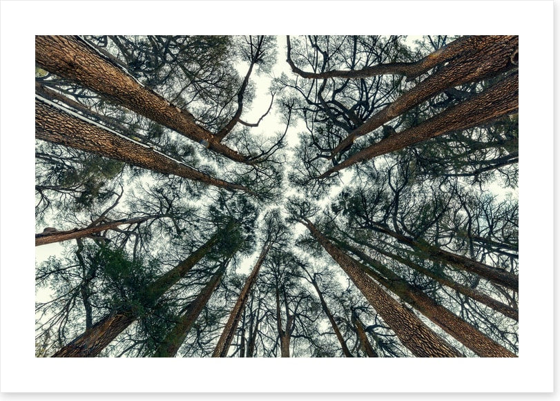 Cedar sky