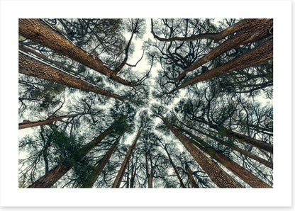 Cedar sky
