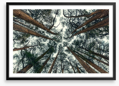 Cedar sky