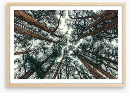 Cedar sky