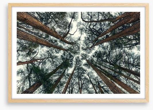 Cedar sky