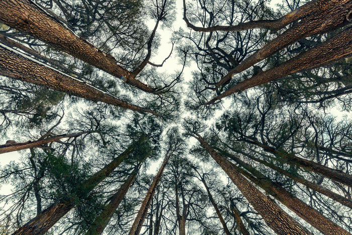 Cedar sky